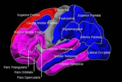 neurosciencestuff:  Understanding the basic biology of bipolar