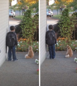 stunningpicture:  Our cat waits outside every morning to be with