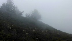 voodoochildbaby:  Foggy hillside