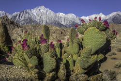 marbleslab:Cactus Sierra Sunrise  by Rod Heywood r