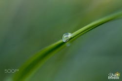 euph0r14:  macro | dew drops | by yogie_estrada | http://ift.tt/1SfyYSx