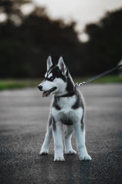 bearded-daddy:  draftthemes:  envyavenue:  Husky Puppy  High