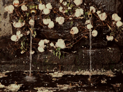 nights-of-being-wild-blog:  Sergei Parajanov - The Color of Pomegranates