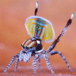 seapuke:  peacock spider, Maratus speciosus