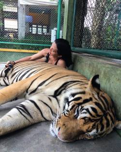 iamsophiaabella:  #TigerKingdom #KathuThailand #Phuket Sounded