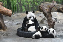 giantpandaphotos:  Ju Xiao with her triplets, named Ku Ku, Shuai