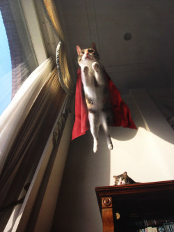 babygoatsandfriends:  catsbeaversandducks:  10 Superhero Pets