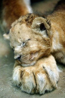 “Pawsing” for a catnap  ;)  (Lion cub)