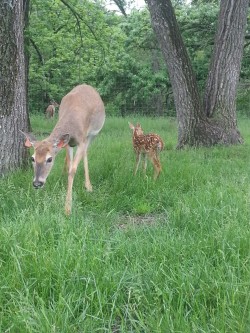 babychupacabra:  theres this deer sanctuary thing down the street