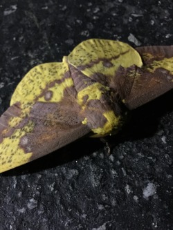 I saw the coolest moth, while going to the grocery store.