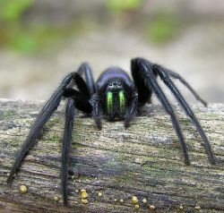 awesomearachnids:  The Tube Web Spider (Segestria florentina)
