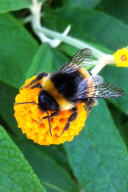 teddykitten:  cactuslegs:  Bumblebee friends in the garden today