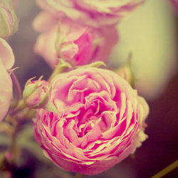 blooms-and-shrooms:  Last rose by Inside-my-ART 