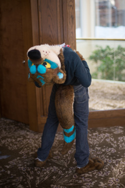 furrydoc:  Annoyed Otter, bending over backwards Anthrocon 2013