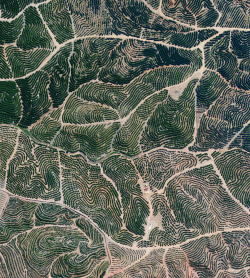 dailyoverview:  Citrus trees cover the landscape like fingerprints