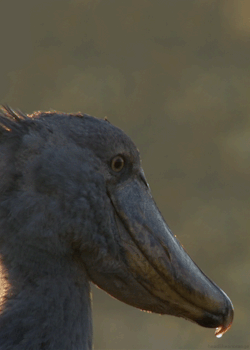 headlikeanorange:  A shoebill (Africa - BBC) 