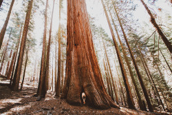 corwinprescott:    “We were Wanderers”Sequoia National Park,