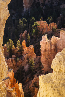 nm-gayguy:  musts:  dawn by Tucapel location: Bryce Canyon National