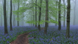 wanderthewood:  Misty morning at Dockey Wood, Hertfordshire,