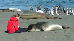 americanantihumanist:Seal befriends woman sitting on the beach