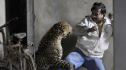 snototter:     Once a leopard has killed and eaten a human, they