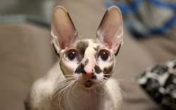 surkuzoo: Rilla, cornish rex cat♥ (ig: @crx_curlyaliens )