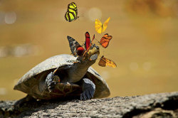 Butterflies drinking turtle’s tears to survive…