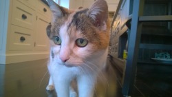 mostlycatsmostly:  My beautiful calico named Storm! (submitted