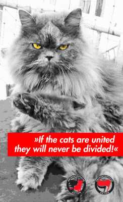 dasbisschentotschlag:“IF THE CATS ARE UNITED THEY WILL