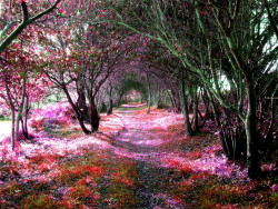 opticallyaroused:  Tree Tunnel, Sena, Spain 