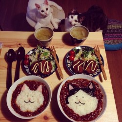 cat-pic:  猫とカレー