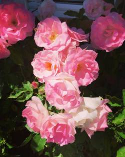 Mom’s rosas.  (at Hacienda Pèrez-Garcia) https://www.instagram.com/p/Bw8m9d5nPrm/?utm_source=ig_tumblr_share&igshid=puid1c7703a1