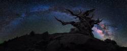 earthpicsphotography:  Milky Way rising over California’s Bristlecone