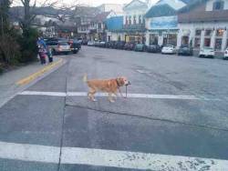 givemeinternet:  A strong independent dog who don’t need no