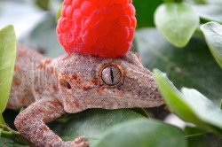 lapillus-the-gargoyle-gecko:  kaijutegu:     raspberry beret