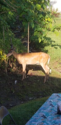 essiecatter: essiecatter:  essiecatter: THERES A DEER IN MY YARD