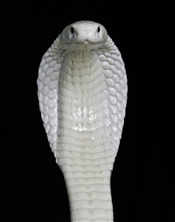 0hmm:  As year of the Snake….sheds it’s skin… http://youtu.be/Z0XwOjSpdbc