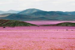 fotojournalismus:  Mallow blooms in the Atacama region of Chile