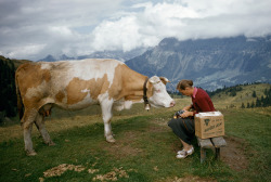 natgeofound:  A curious cow on a hilltop tries to nibble a woman’s