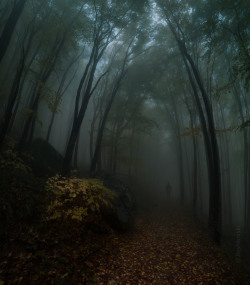 owls-n-elderberries:   	Misty memories by Emil Rashkovski   