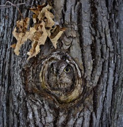 Master of disguise (Athene Noctua, or Little Owl)