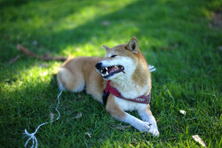 sheeba-inu:  Yangyang, Shiba Inu (by Andyming228)