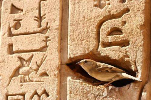 ancientorigins:Bird Nesting At The Temple Of Horus, Egypt.