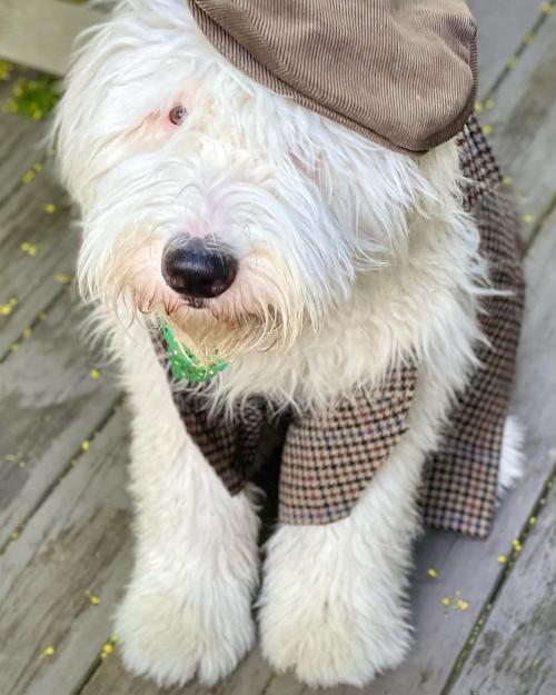 thefuzzydave:  a splash of tweed ups every dog’s dapper quotient