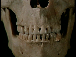 musicktoplayinthedark:   Historia Naturae  -  Jan Svankmajer