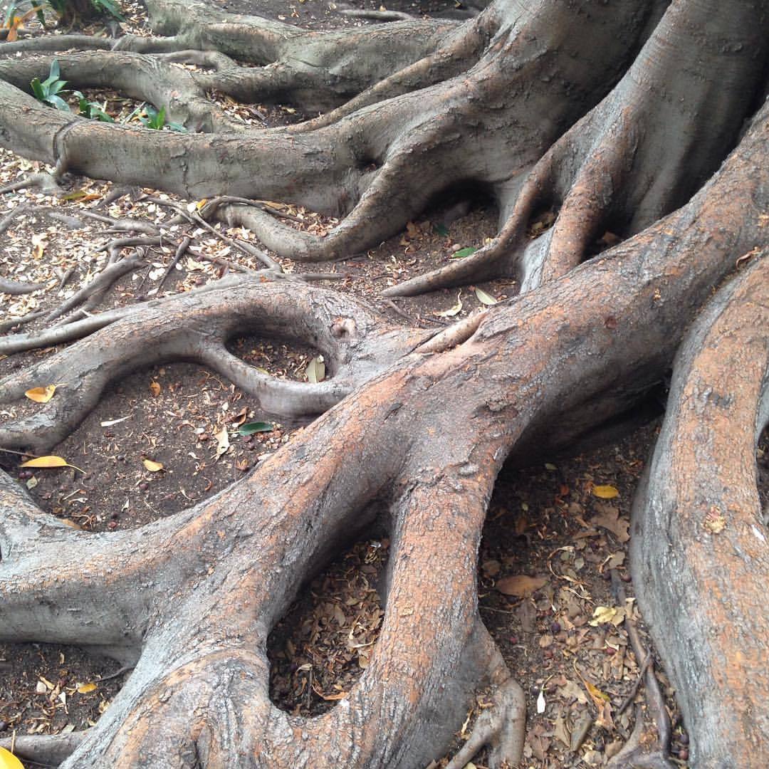 <p>Nice roots  (at Balboa Park)</p>