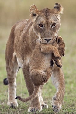 wolverxne:  Mum to the rescue by: Anup Shah 