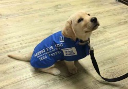 wasted–kitten:  awwww-cute:  A Seeing Eye Dog on his first