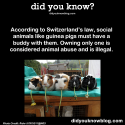 did-you-kno:  According to Switzerland’s law, social animals