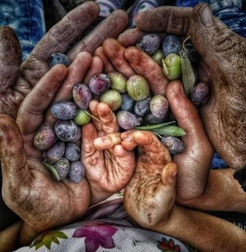 picture of a multigenerational Palestinian family’s olive picking